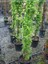 Kokulu Hanımeli Fidanı Lonicera Japonica 100 cm Saksıda 2