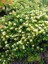 Kokulu Hanımeli Fidanı Lonicera Japonica 100 cm Saksıda 3