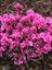 Açelya Bitkisi Pembe Çiçekli Azalea Japonica Conny Ithal Saksıda 1