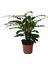 Calathea Rufibarba (Dua Çiçeği) 1