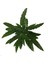 Calathea Rufibarba (Dua Çiçeği) 2