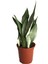 Sansevieria 'Moonshine' (Paşa Kılıcı) 1