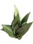 Sansevieria 'Moonshine' (Paşa Kılıcı) 2
