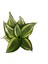 Sansevieria ‘Golden Hahnii’ (Paşa Kılıcı) 1