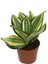 Sansevieria ‘Golden Hahnii’ (Paşa Kılıcı) 2