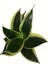 Sansevieria 'Yellow Stripe' (Paşa Kılıcı) 2