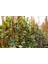 Hedera Orman Sarmaşığı 10 Adet - Alacalı Sarılıcı Bitki 2