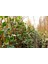 Hedera Orman Sarmaşığı 10 Adet - Alacalı Sarılıcı Bitki 3