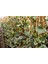 Hedera Orman Sarmaşığı 10 Adet - Alacalı Sarılıcı Bitki 4