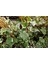 Hedera Orman Sarmaşığı 10 Adet - Alacalı Sarılıcı Bitki 5