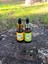 Propolis 4