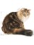 Ageing 12+ Yaşlı Kuru Kedi Maması 2 Kg 3