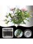 3 Adet Spiral Ikebana Sap Tutucu, Vazo Için Şeffaf Tekrar Kullanılabilir Çiçek Izgarası, Çiçekler Için Çiçek Şekillendirici (2l+1s) (Yurt Dışından) 1