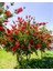 Fırça Çalısı Callistemon 80-100 cm - Çiçekli Peyzaj/çit Bitkisi 1