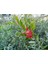 Fırça Çalısı Callistemon 80-100 cm - Çiçekli Peyzaj/çit Bitkisi 4
