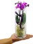 Phalaenopsis Royal & Cam Vazoda Orkide Çiçeği Eşsiz Tasarım Sevgiliye Hediye Iç Mekan Bitkileri 3