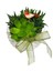 Echeveria Bird Nest White Star 2