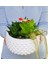 Echeveria Bird Nest White Star 3