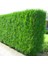 Yeşil Mazı Çit Bitkisi 10 Adet 80-100 cm 4-5 Yaş (Thuja Orientali 1