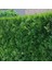 Yeşil Mazı Çit Bitkisi 10 Adet 80-100 cm 4-5 Yaş (Thuja Orientali 2