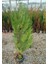 Yeşil Mazı Çit Bitkisi 10 Adet 80-100 cm 4-5 Yaş (Thuja Orientali 4