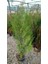 Yeşil Mazı Çit Bitkisi 10 Adet 80-100 cm 4-5 Yaş (Thuja Orientali 5