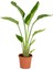 Thebestonline Strelitzia Reginae, Starliçe Cennet Kuşu 20-40CM, Canlı Salon Bitkisi 1