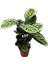 Calathea Roseopicta 'Angela' (Dua Çiçeği) 1