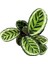 Calathea Roseopicta 'Angela' (Dua Çiçeği) 2