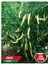 Pin Stone Biber Tohumu 5 gr Tohum 1