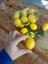 Yapay Meyve Limon 6 Adet Adet 6x4 cm , Dekor, Mutfak, Yapay Meyve, Limon, Yapay limon 3