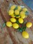 Yapay Meyve Limon 6 Adet Adet 6x4 cm , Dekor, Mutfak, Yapay Meyve, Limon, Yapay limon 4