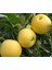 Golden Delicious Elma Ağacı Fidanı Aşılı (Sarı Elma) 1