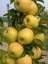 Golden Delicious Elma Ağacı Fidanı Aşılı (Sarı Elma) 2
