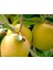 Golden Delicious Elma Ağacı Fidanı Aşılı (Sarı Elma) 3