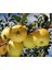 Golden Delicious Elma Ağacı Fidanı Aşılı (Sarı Elma) 4