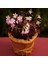 Saksıda Uykuçiçeği / Süsyoncası ( Oxalis Triangularis) 1