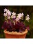 Saksıda Uykuçiçeği / Süsyoncası ( Oxalis Triangularis) 2