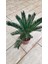Cycas Revoluta (Yalancı Palmiye) 50-60 cm Ev,ofis,salon Bitkisi 1