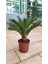 Cycas Revoluta (Yalancı Palmiye) 50-60 cm Ev,ofis,salon Bitkisi 2