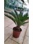 Cycas Revoluta (Yalancı Palmiye) 50-60 cm Ev,ofis,salon Bitkisi 3
