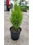 Limon Selvi 30-40 cm 1