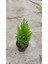 Limon Selvi 30-40 cm 3