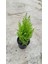 Limon Selvi 30-40 cm 4