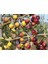 Bodur Arbequina Zeytin Fidanı 1