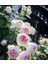 Pompon Veranda® 1