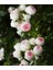 Pompon Veranda® 4