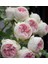 Pompon Veranda® 5