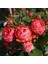 Parfuma® Amorepompeji™ 5