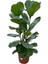 2 Köklü Ficus Lyrata Keman Yapraklı Kauçuk 120 cm 1